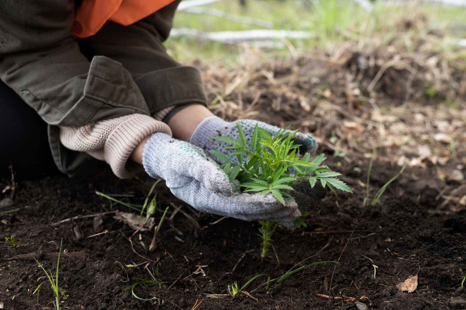 Best Large Tree Removal  in Royal Pines, NC